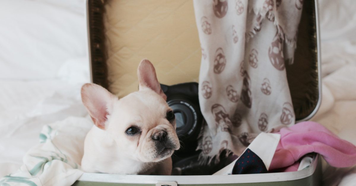 Best things to do before starting your pet transport
