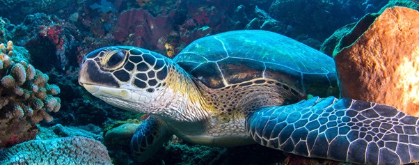 One of The Best Thing in Bunaken: Night Snorkeling