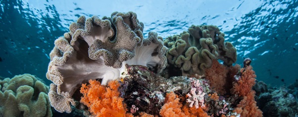 One of The Best in The World: Wakatobi Marine National Park