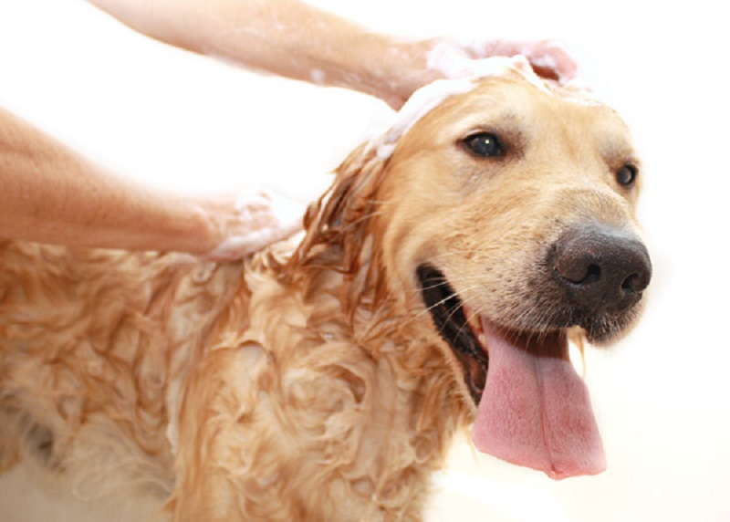 Recommendation for Your Pet’s Skin Care!