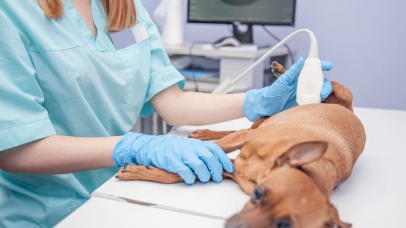 The Role of Veterinarians and Pet Ultrasounds in Pet Health
