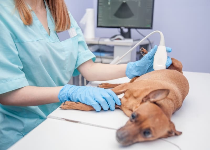The Role of Veterinarians and Pet Ultrasounds in Pet Health