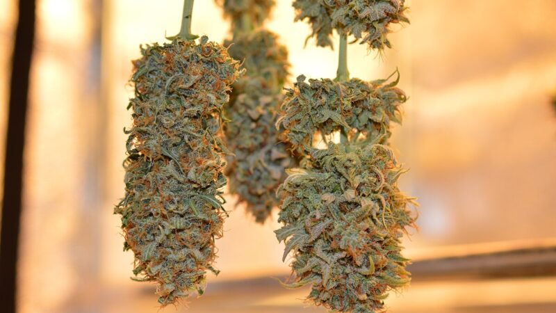 7g THCA Carts and the Shift Toward High-Volume Consumption